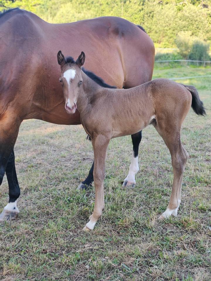Filly Origin Recorded For sale 2026 Champagne