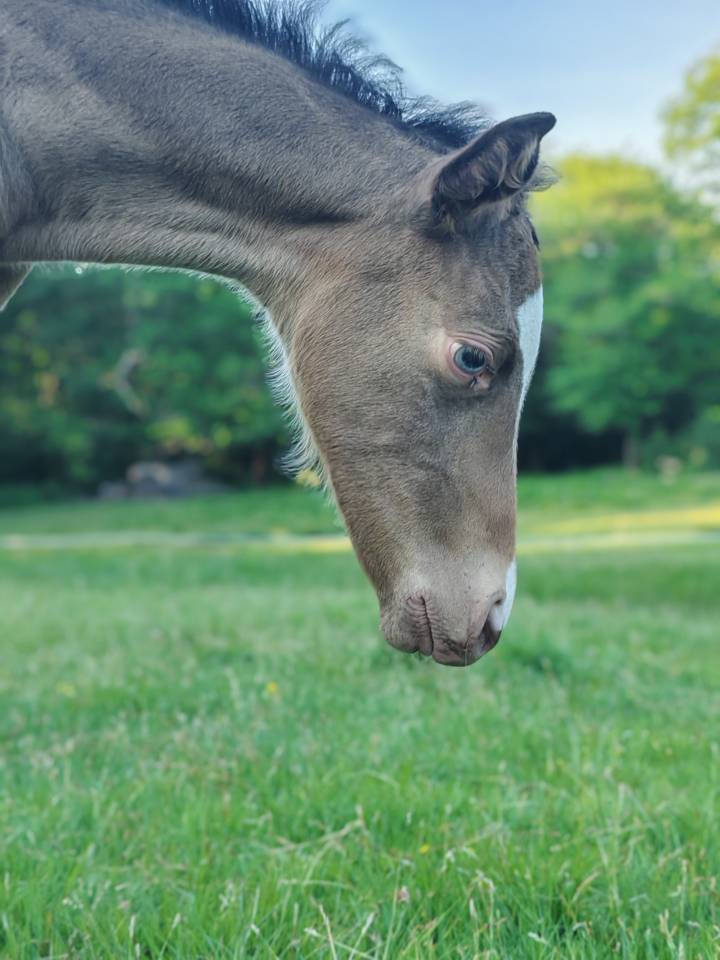 Filly Origin Recorded For sale 2026 Champagne