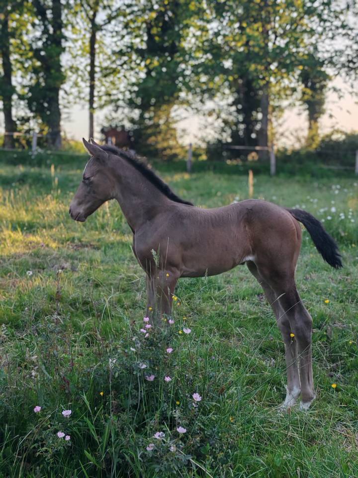 Filly Origin Recorded For sale 2026 Champagne