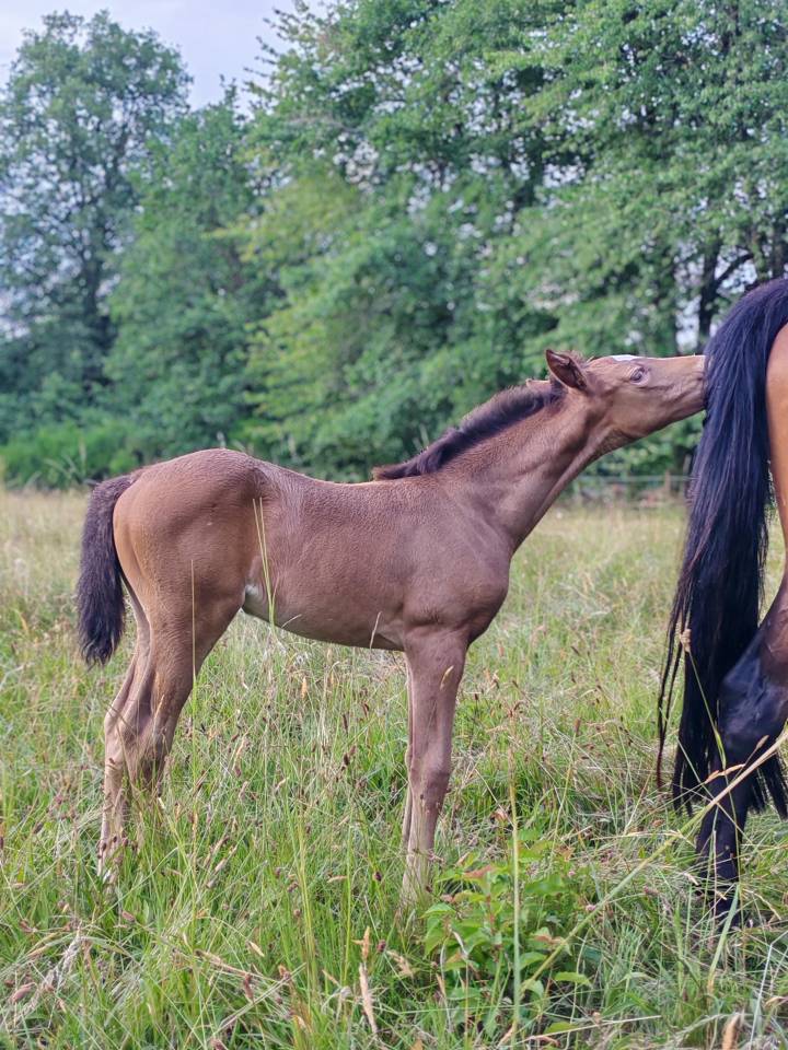 Filly Origin Recorded For sale 2026 Champagne