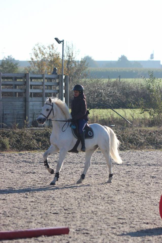 Gelding French Saddle Pony For sale 2009 Grey