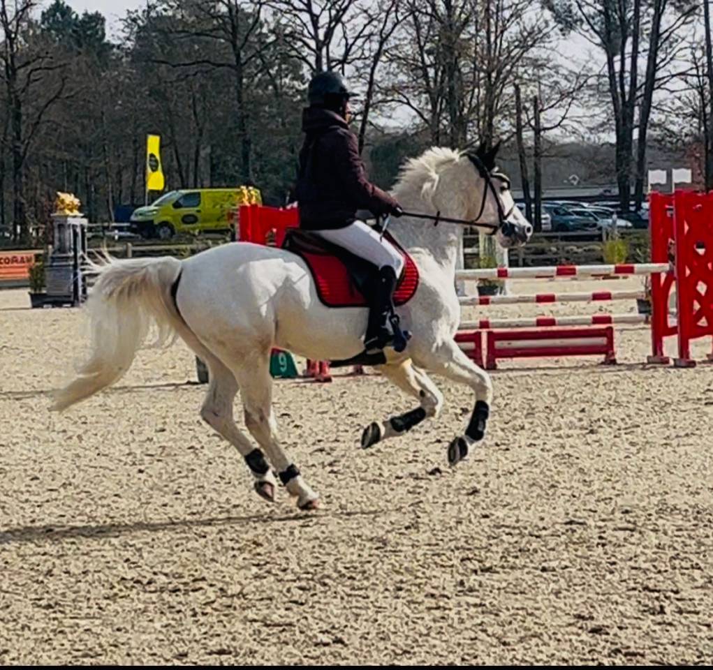 Gelding French Saddle Pony For sale 2009 Grey