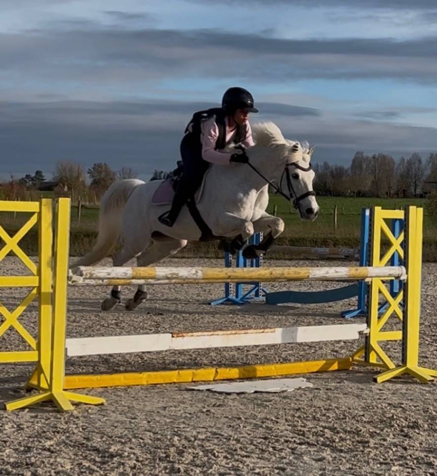 Gelding French Saddle Pony For sale 2009 Grey