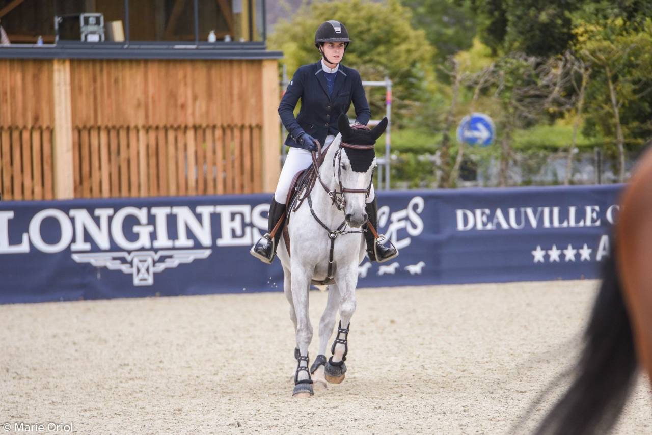 Gelding Selle Fran&ccedil;ais For sale 2015 Grey
