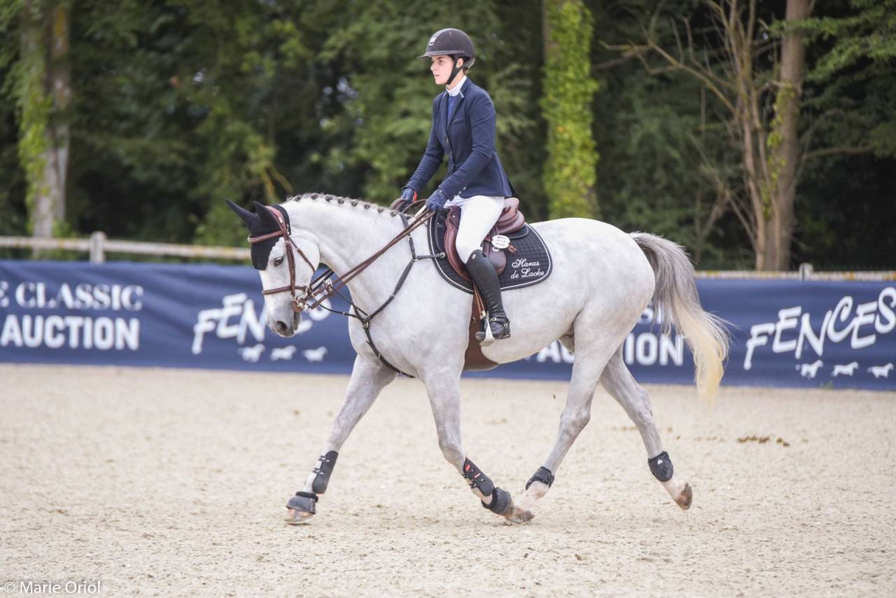 Gelding Selle Fran&ccedil;ais For sale 2015 Grey