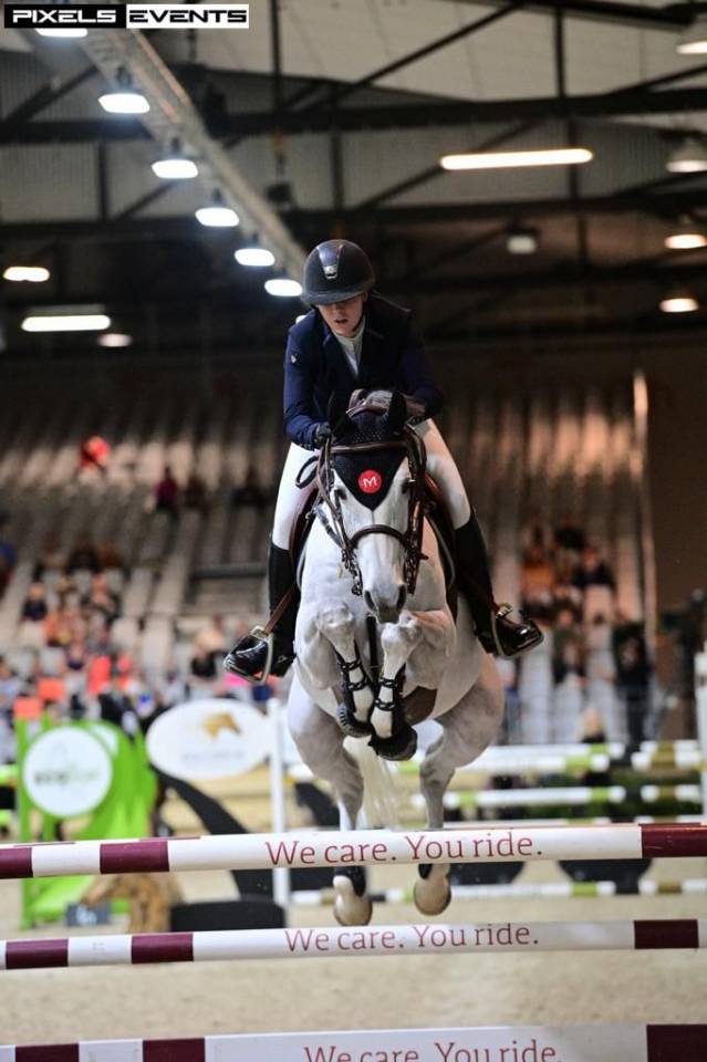 Gelding Selle Fran&ccedil;ais For sale 2015 Grey