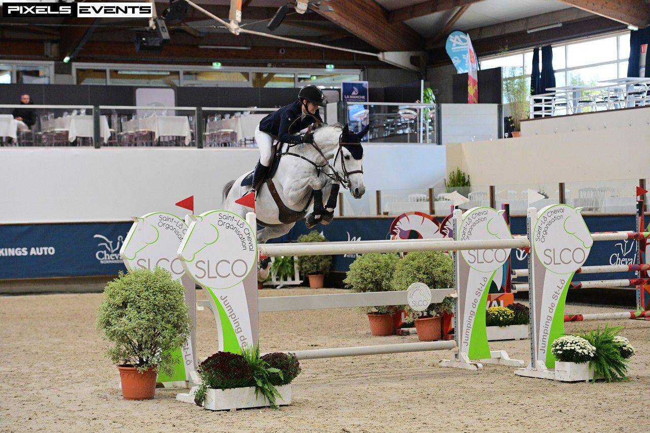 Gelding Selle Fran&ccedil;ais For sale 2015 Grey