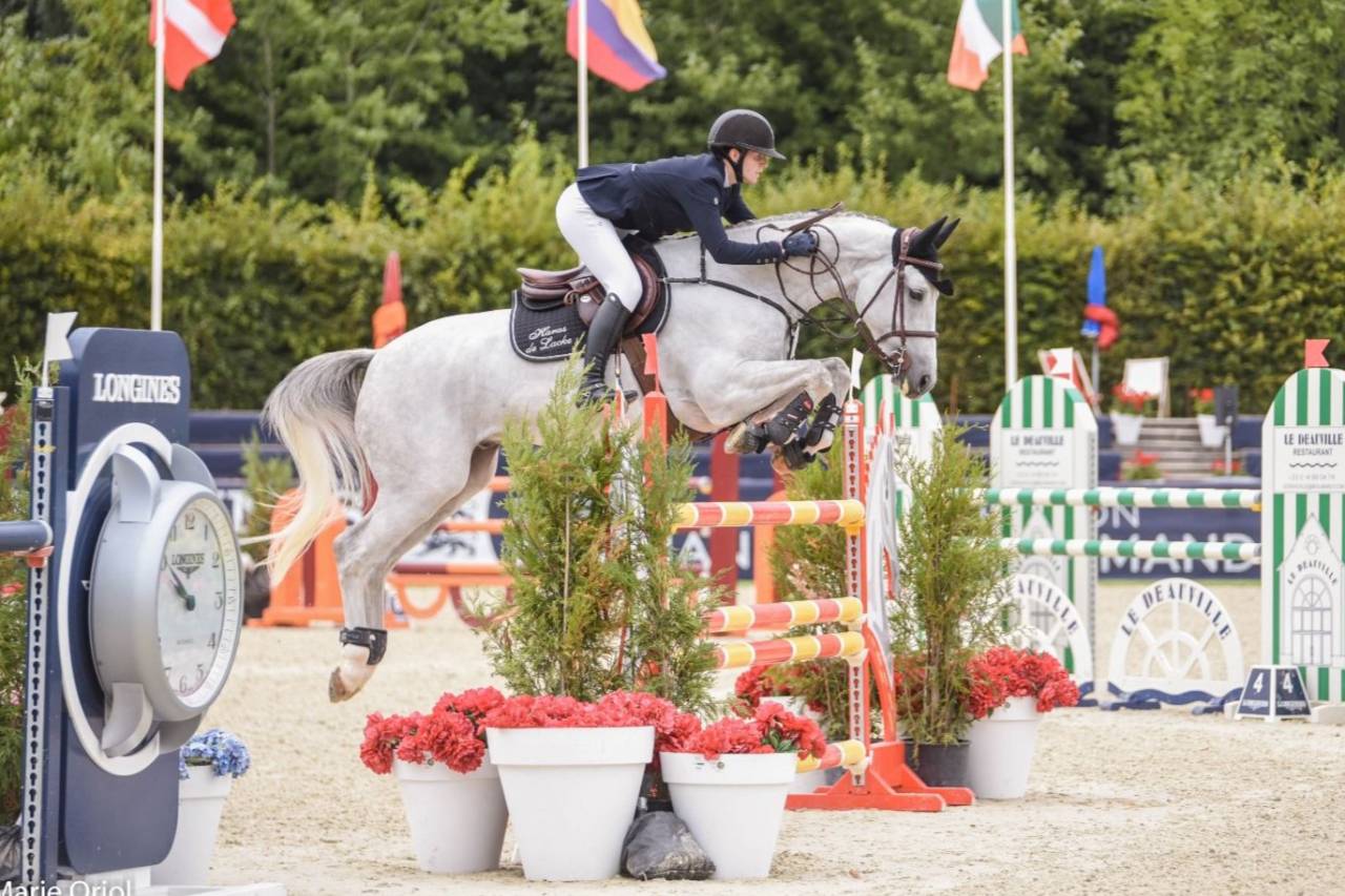 Gelding Selle Fran&ccedil;ais For sale 2015 Grey