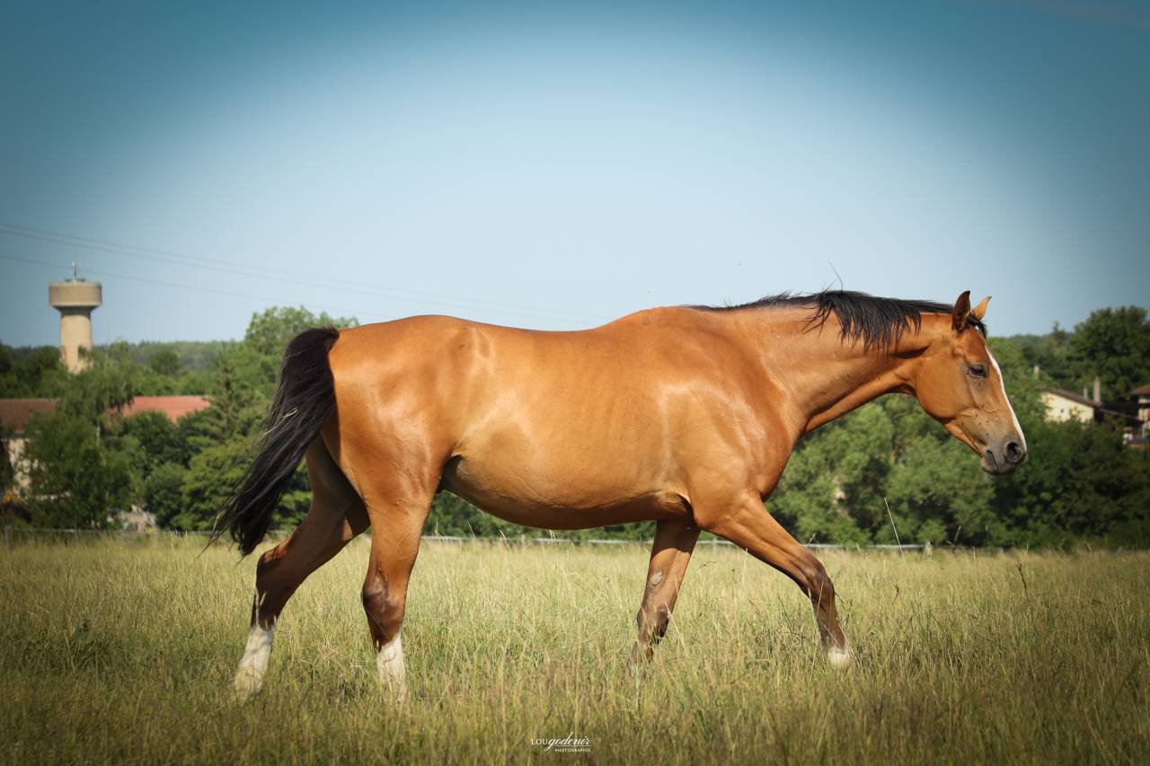 Gelding Selle Fran&ccedil;ais For sale 2021 Bay