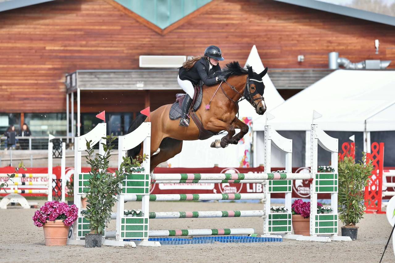Gelding Selle Fran&ccedil;ais For sale 2021 Bay