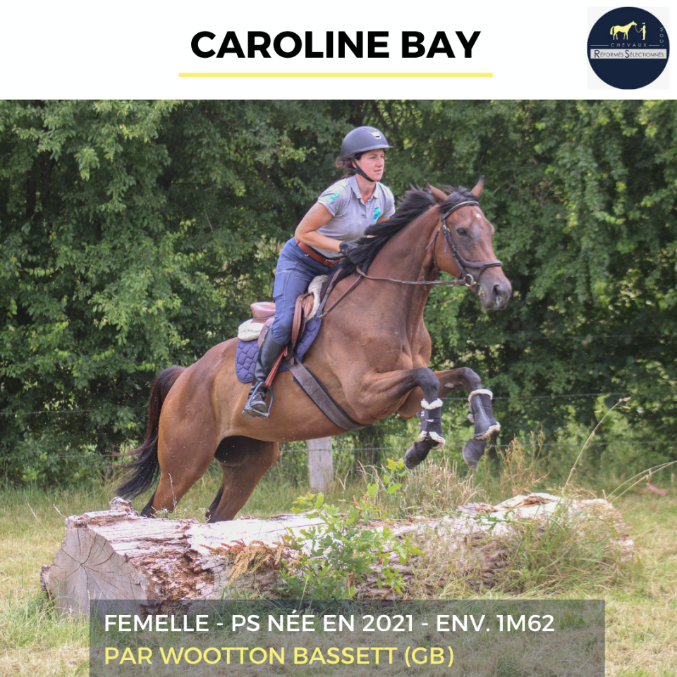 Mare Thoroughbred For sale 2021 Bay