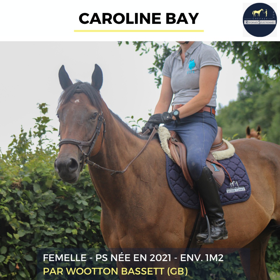 Mare Thoroughbred For sale 2021 Bay