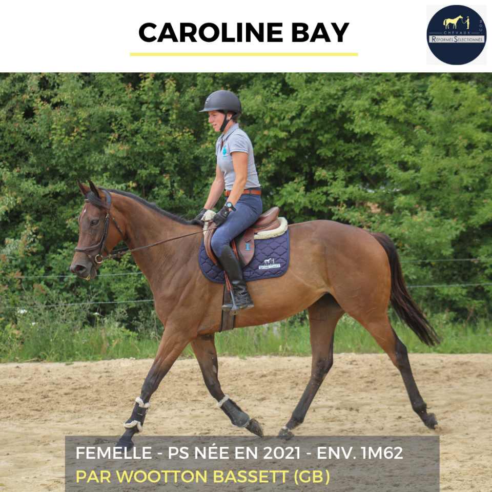 Mare Thoroughbred For sale 2021 Bay