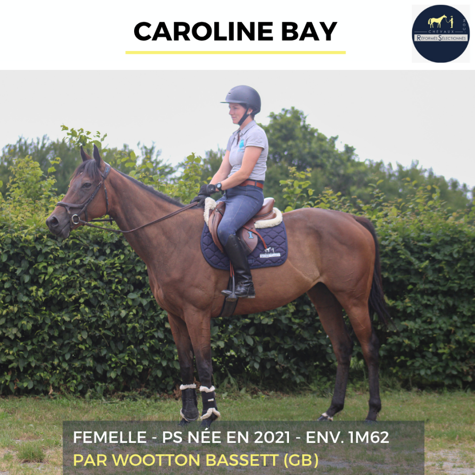 Mare Thoroughbred For sale 2021 Bay