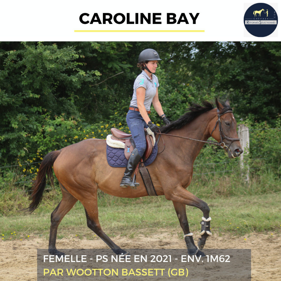 Mare Thoroughbred For sale 2021 Bay