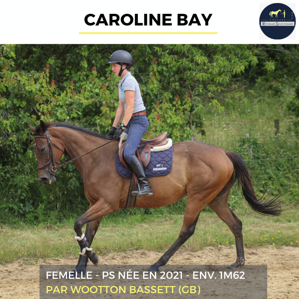 Mare Thoroughbred For sale 2021 Bay