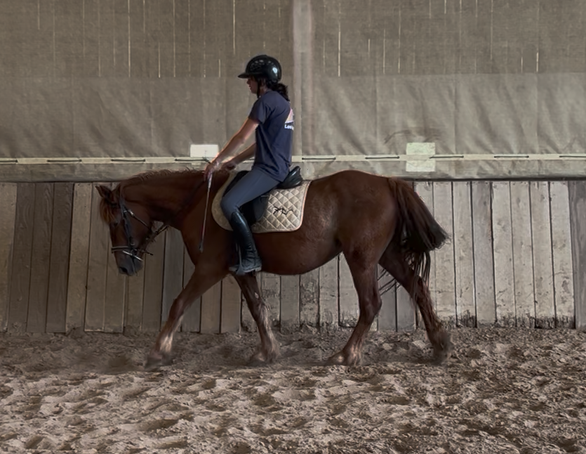 Mare Origin Recorded For sale 2023 Chesnut