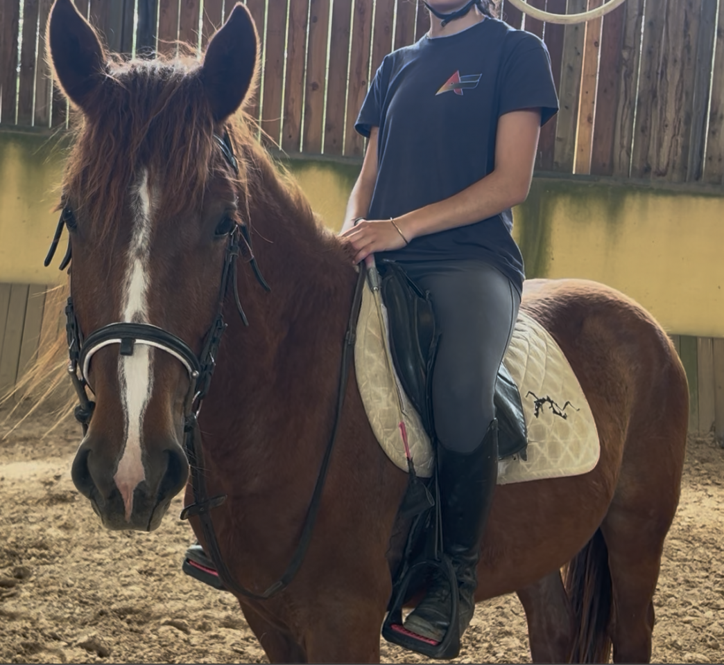 Mare Origin Recorded For sale 2023 Chesnut