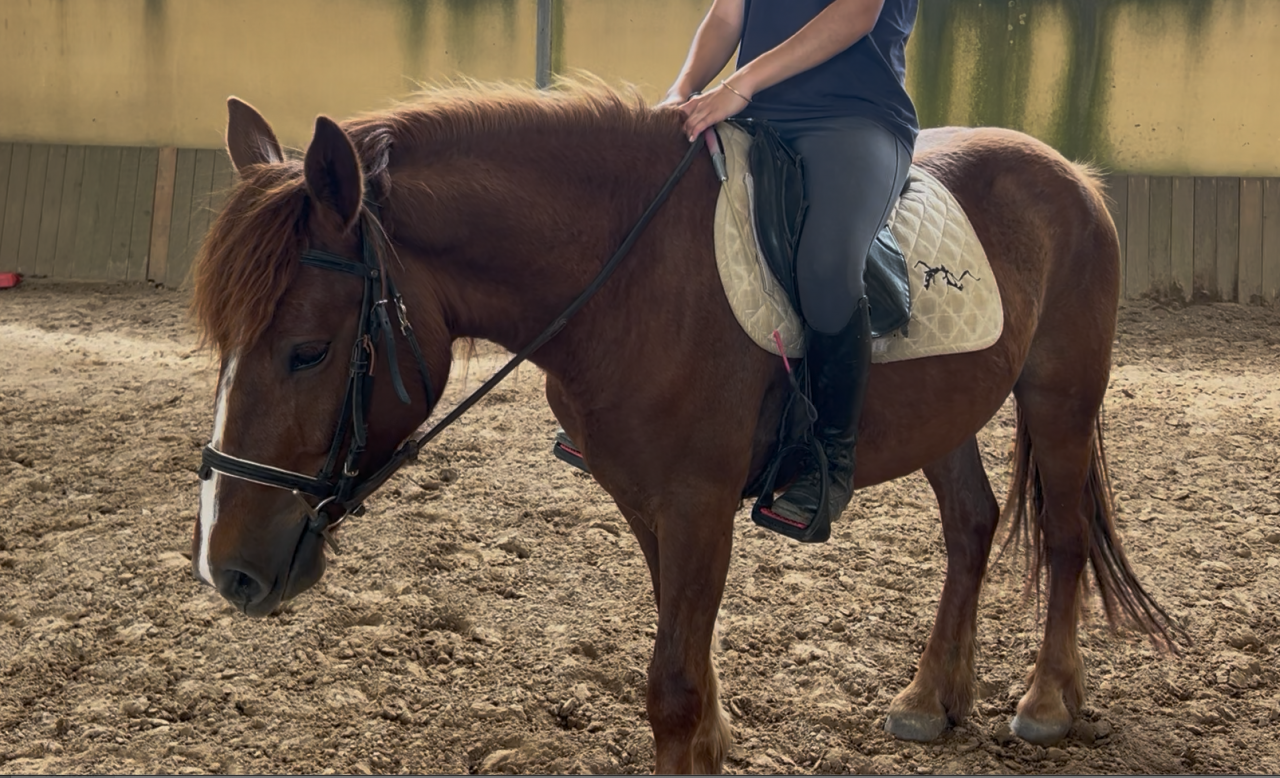 Mare Origin Recorded For sale 2023 Chesnut