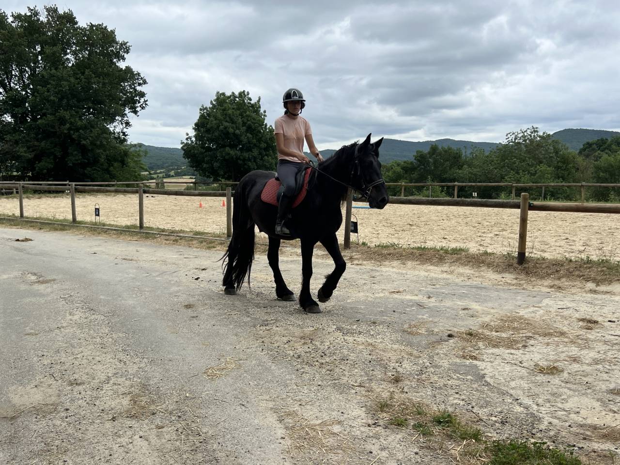 Gelding M&eacute;rens For sale 2022 Black