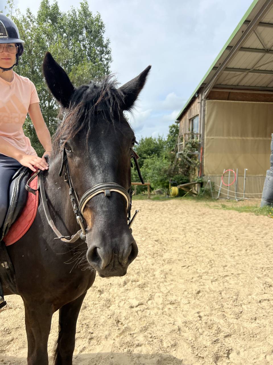 Gelding M&eacute;rens For sale 2022 Black