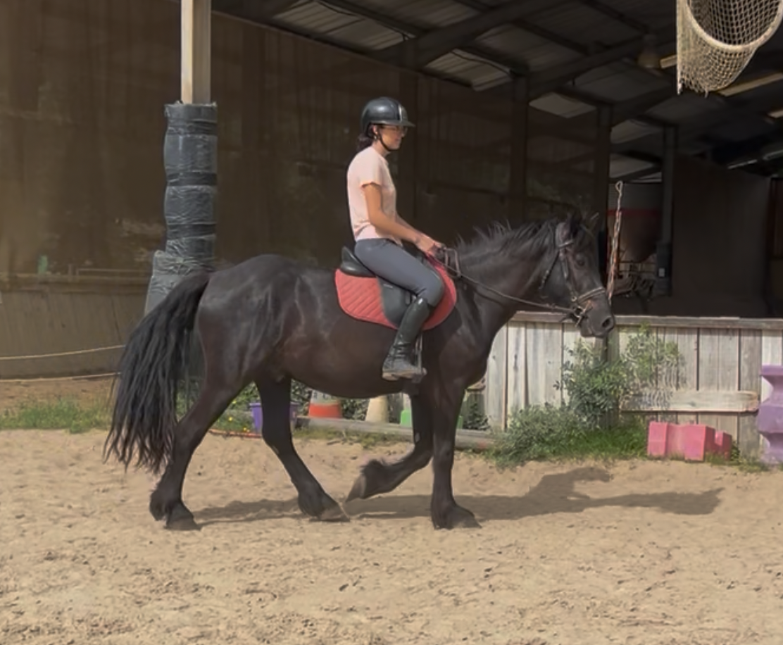 Gelding M&eacute;rens For sale 2022 Black