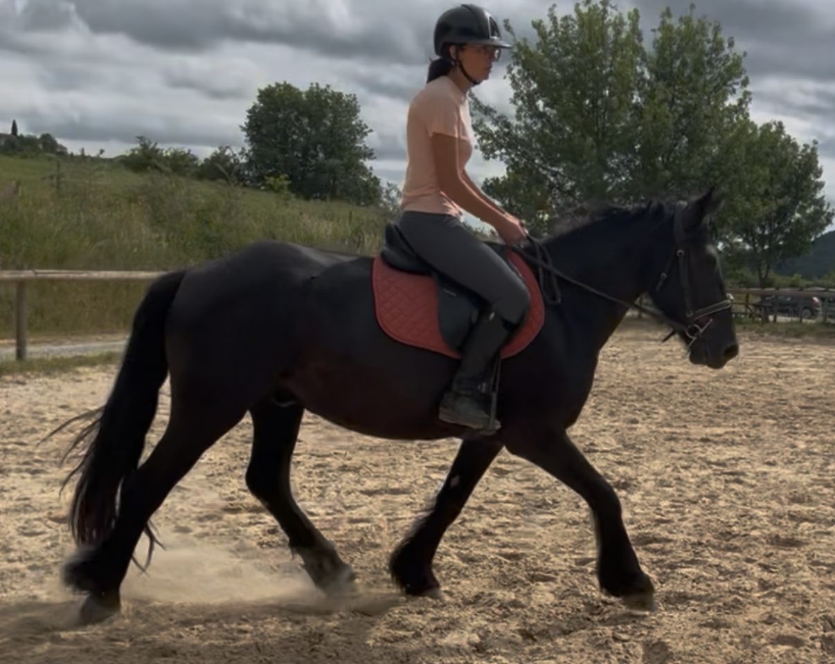 Gelding M&eacute;rens For sale 2022 Black