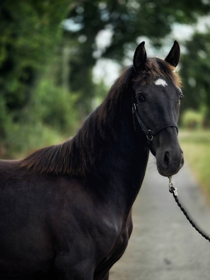 Mare Paint For sale 2025 Black