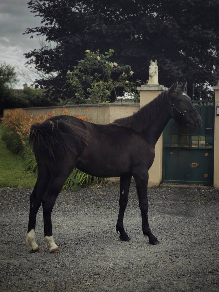 Mare Paint For sale 2025 Black