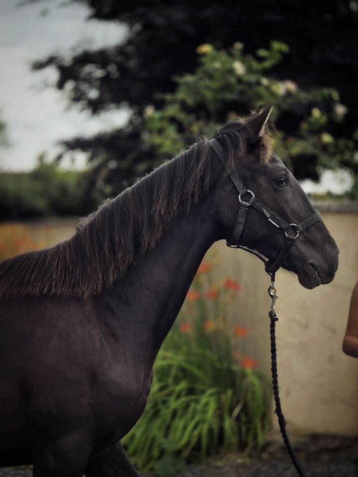 Mare Paint For sale 2025 Black