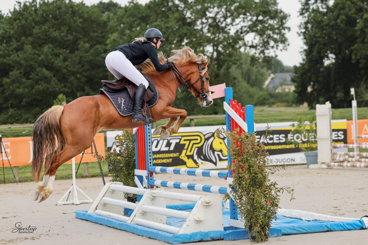 Gelding Welsh Part Bred For sale 2022 Chesnut