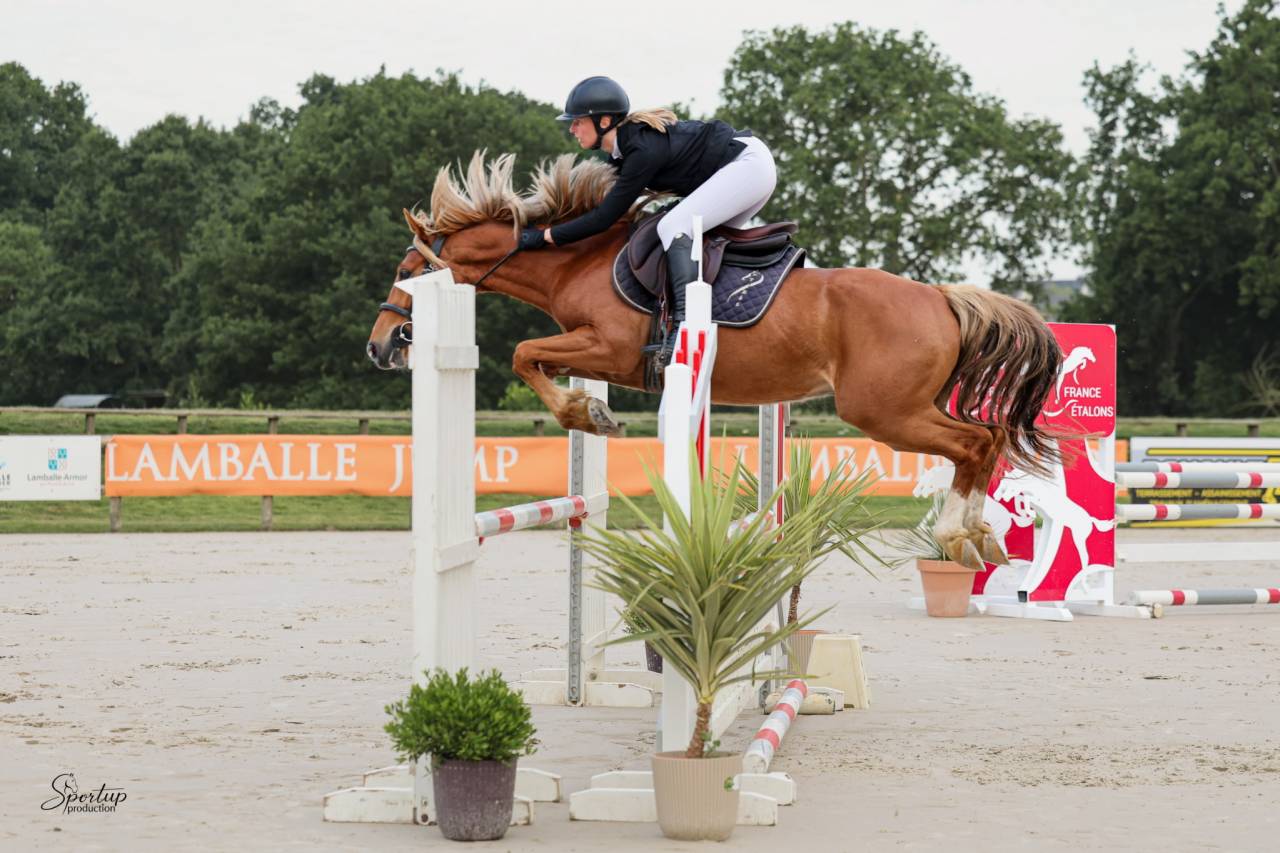 Gelding Welsh Part Bred For sale 2022 Chesnut