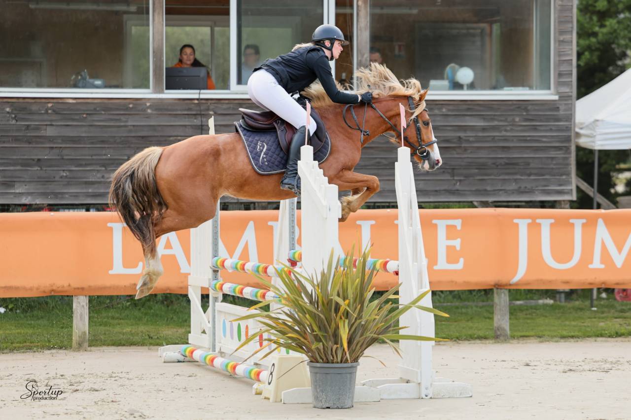 Gelding Welsh Part Bred For sale 2022 Chesnut
