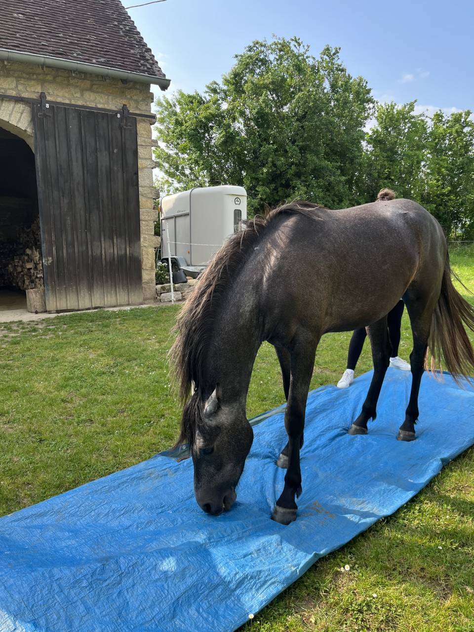 Gelding Arabian Half Blood For sale 2021 Grey