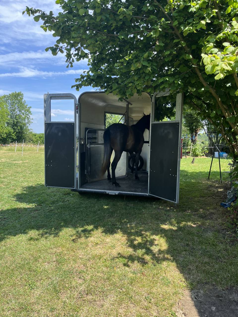 Gelding Arabian Half Blood For sale 2021 Grey