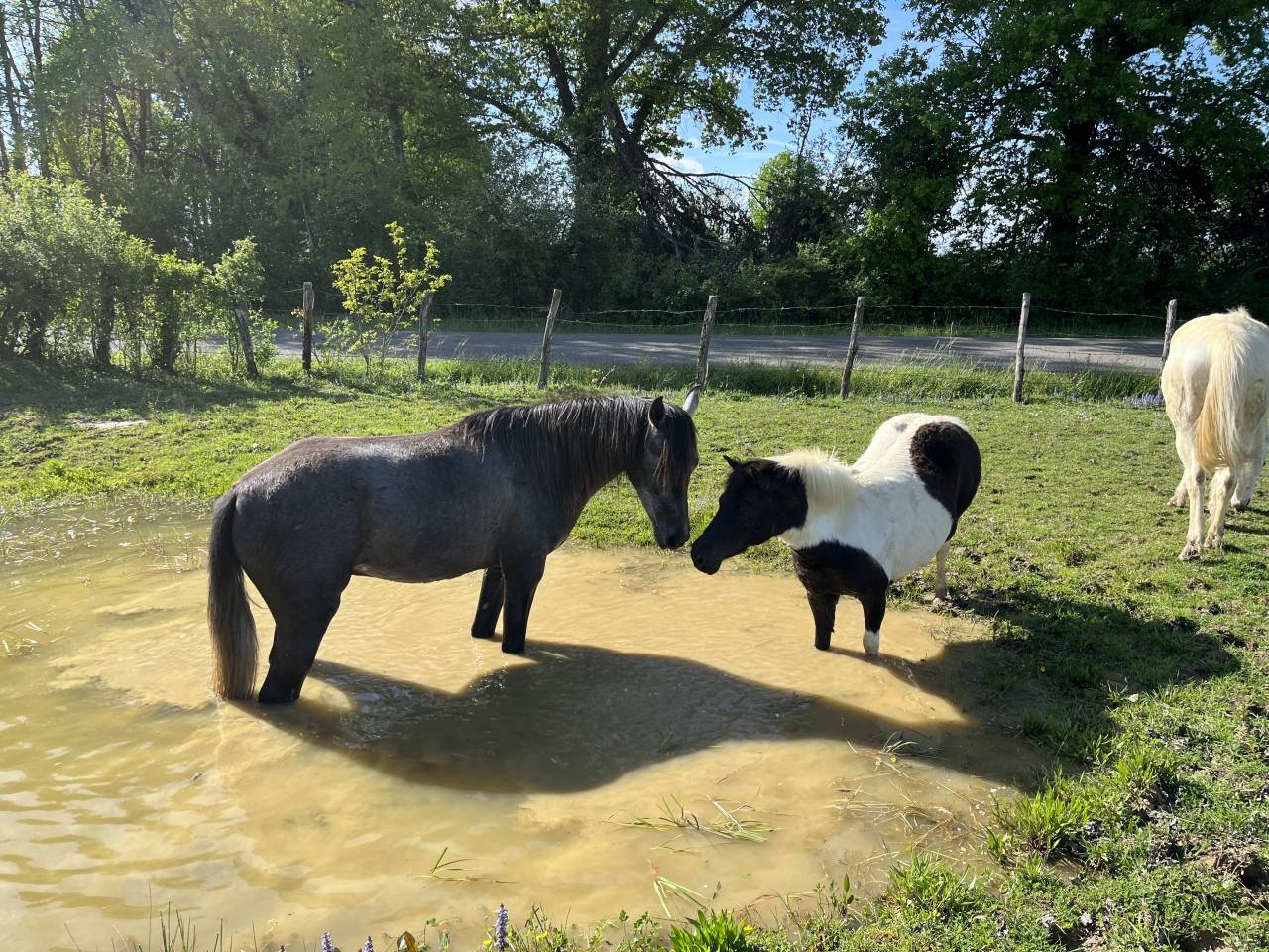 Gelding Arabian Half Blood For sale 2021 Grey