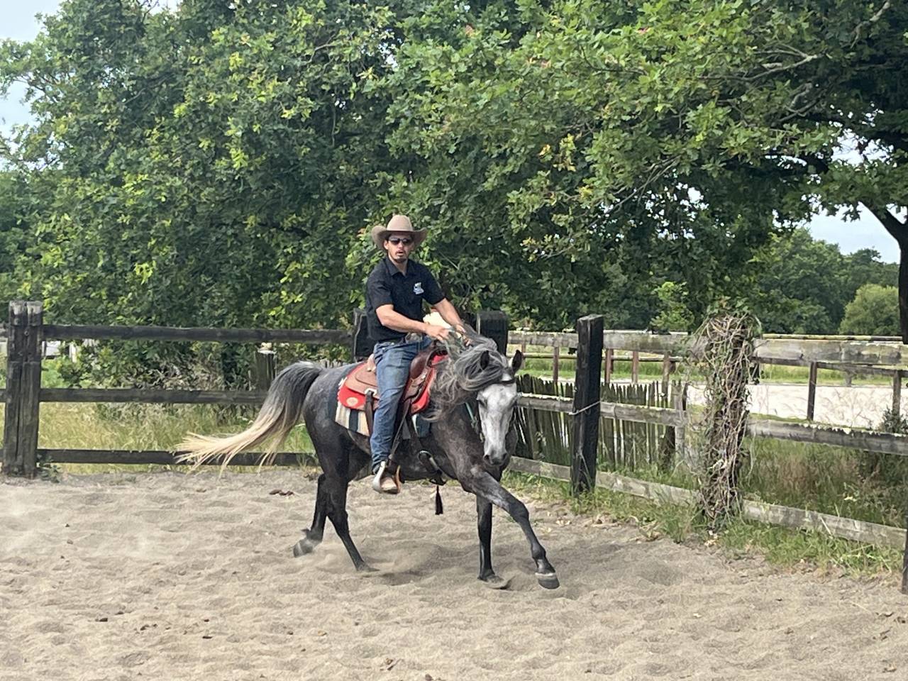 Gelding Arabian Half Blood For sale 2021 Grey