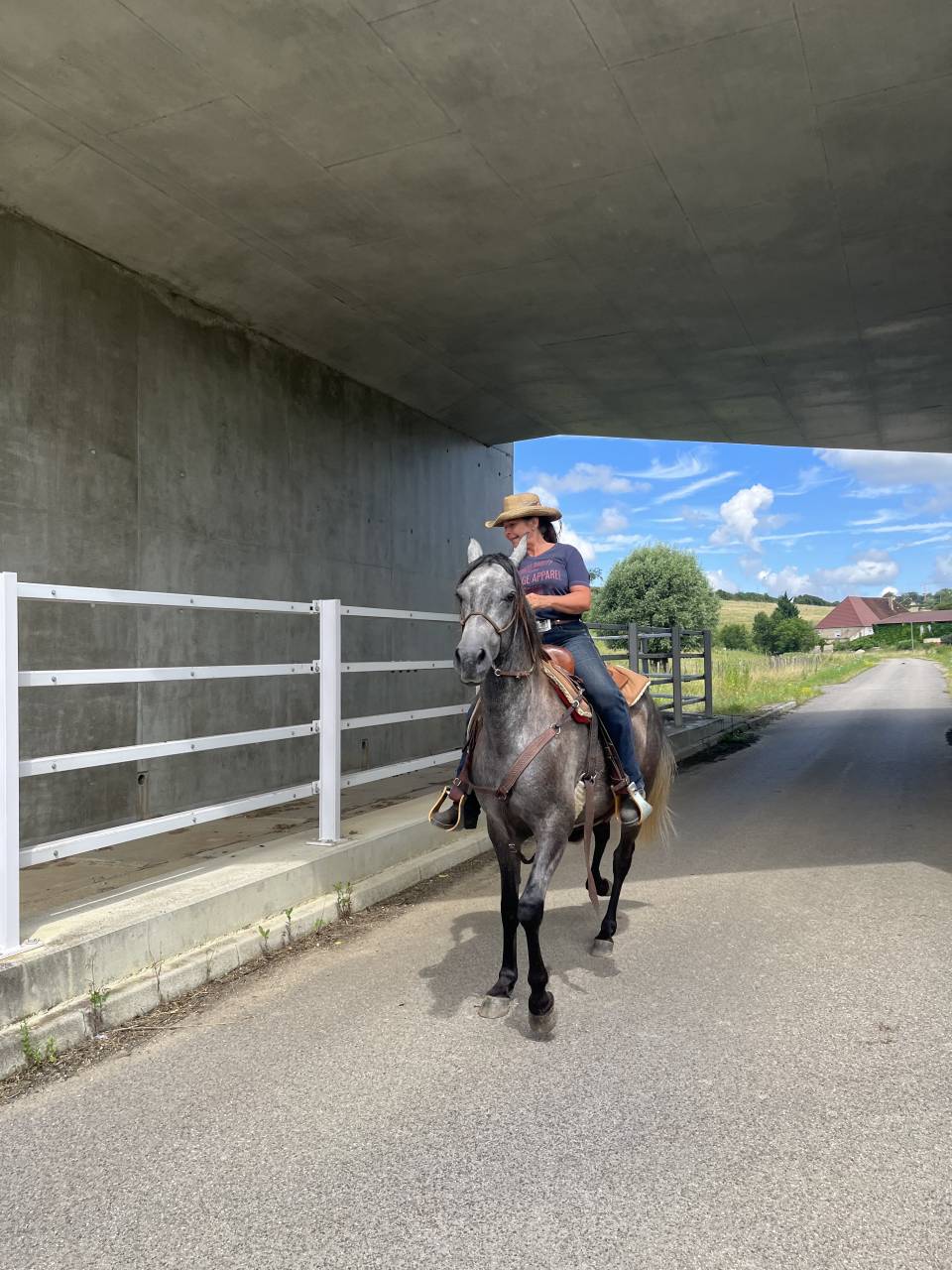 Gelding Arabian Half Blood For sale 2021 Grey