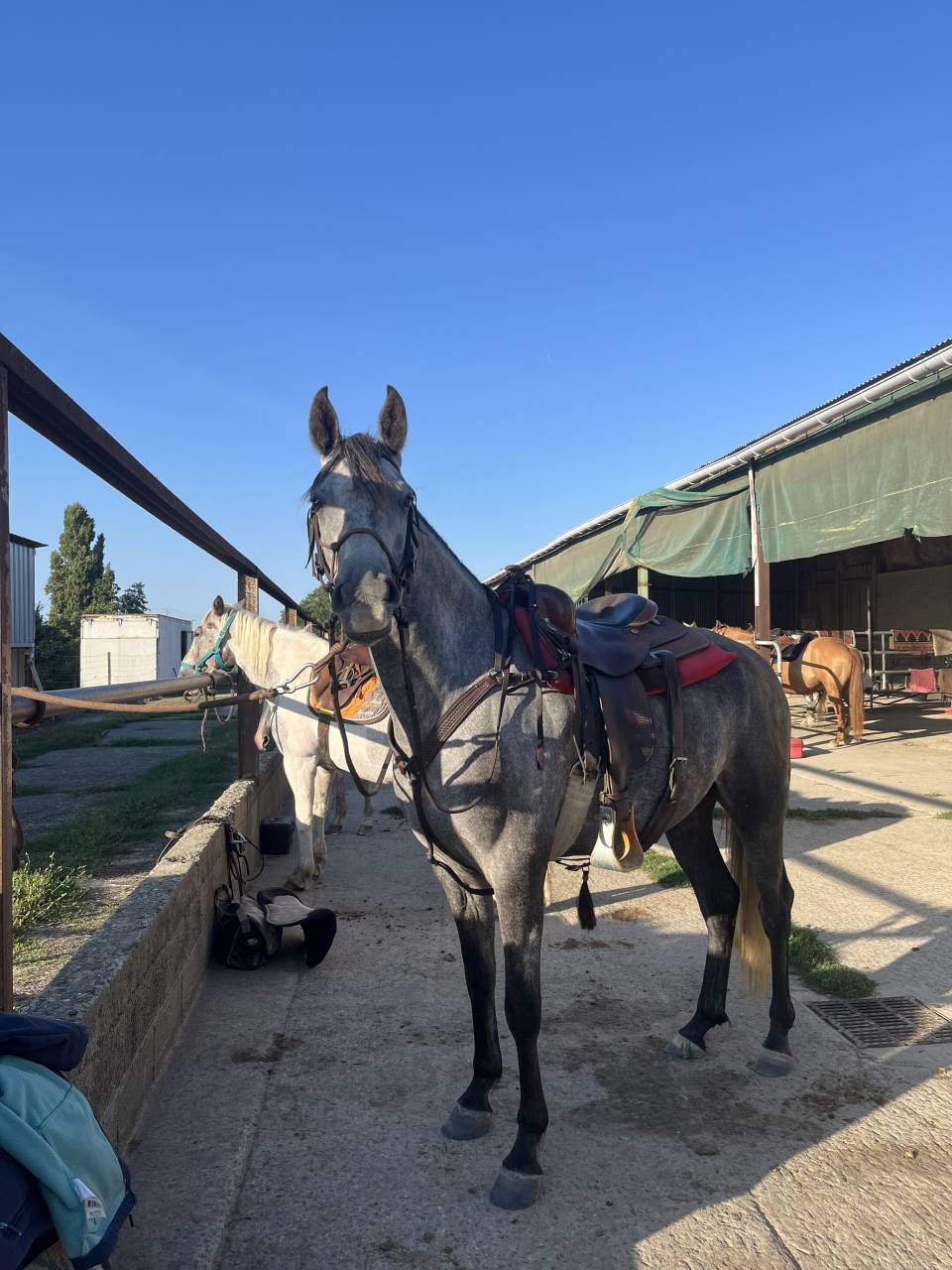 Gelding Arabian Half Blood For sale 2021 Grey