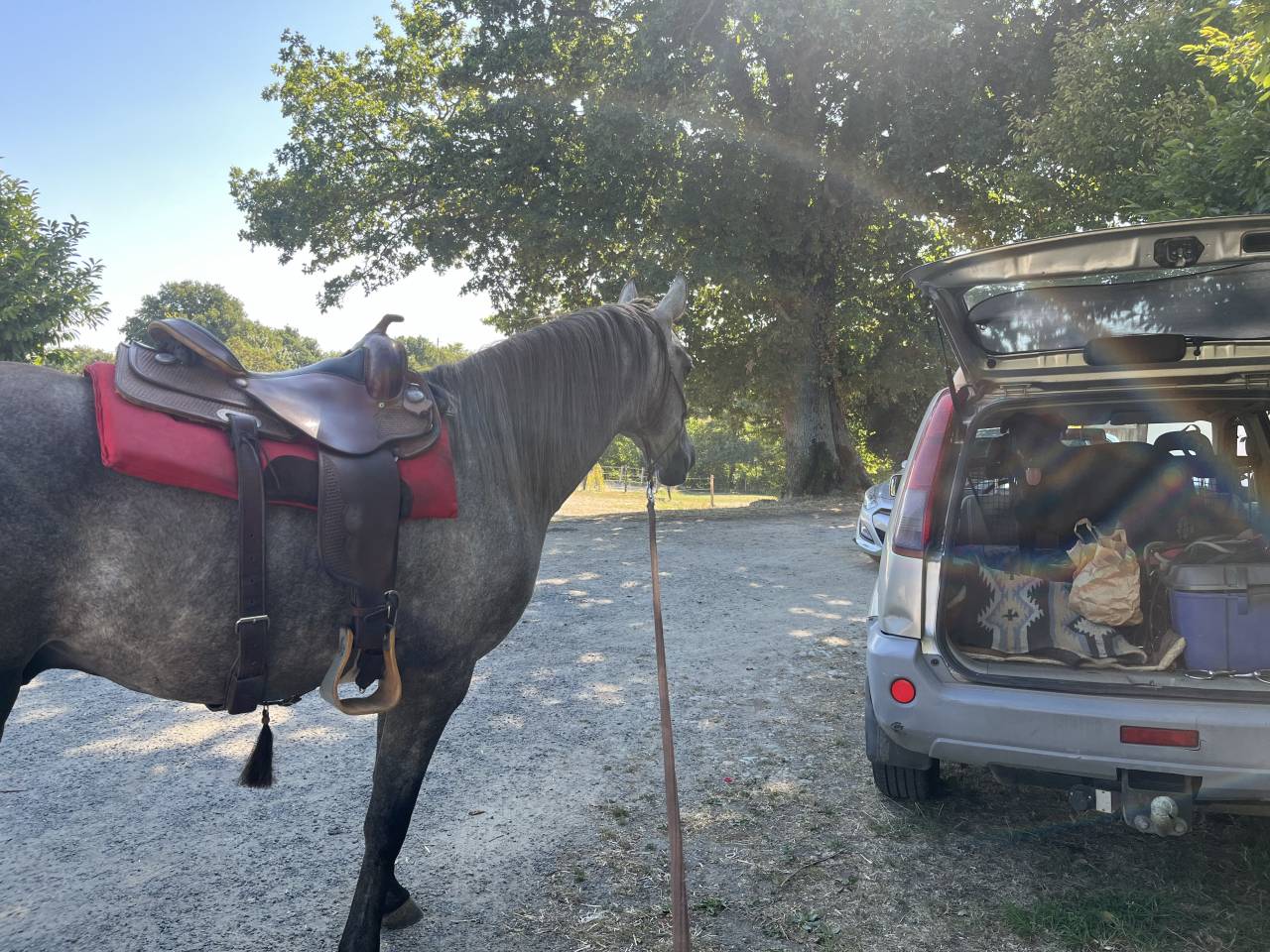 Gelding Arabian Half Blood For sale 2021 Grey