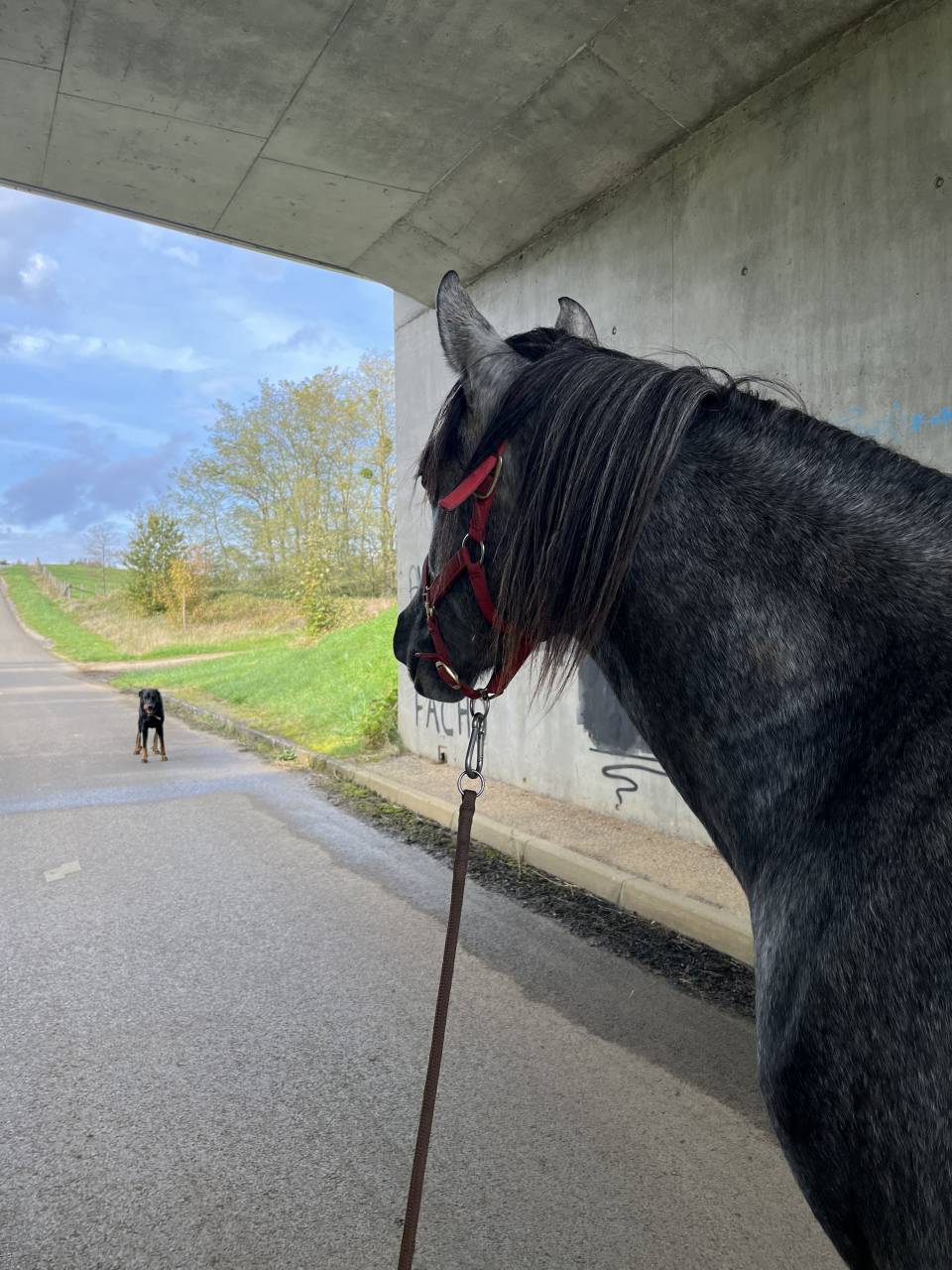 Gelding Arabian Half Blood For sale 2021 Grey