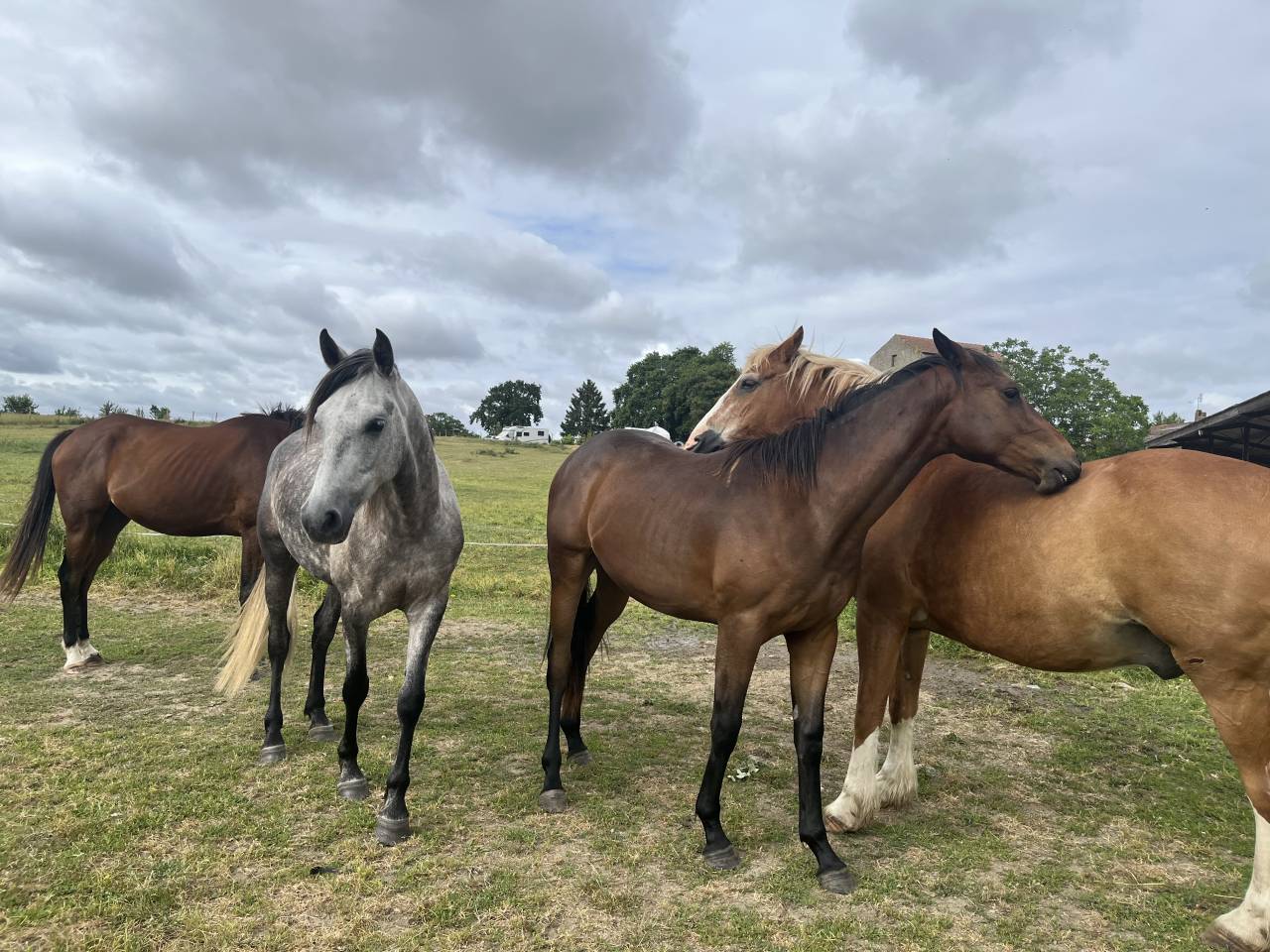 Gelding Arabian Half Blood For sale 2021 Grey