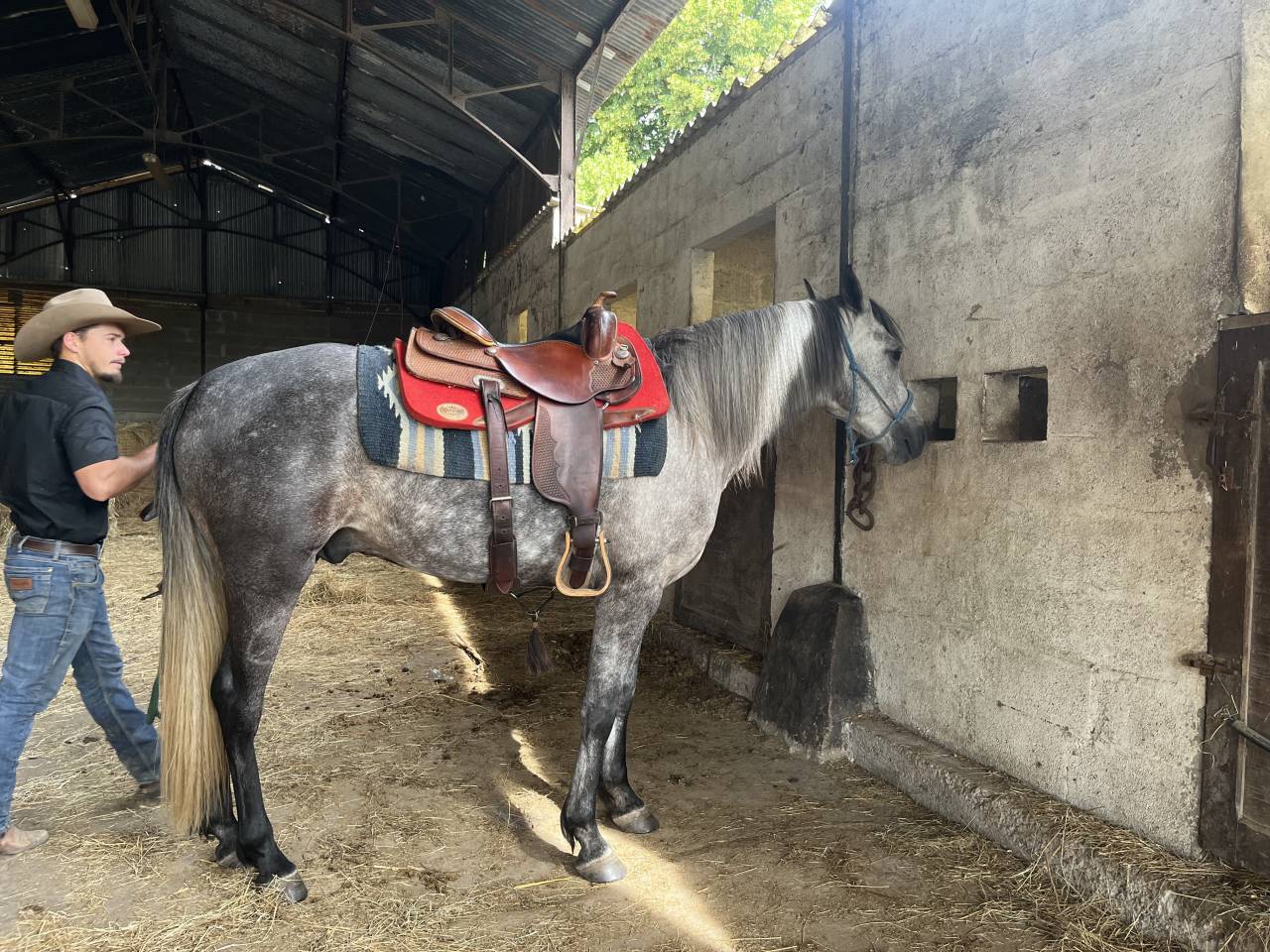 Gelding Arabian Half Blood For sale 2021 Grey