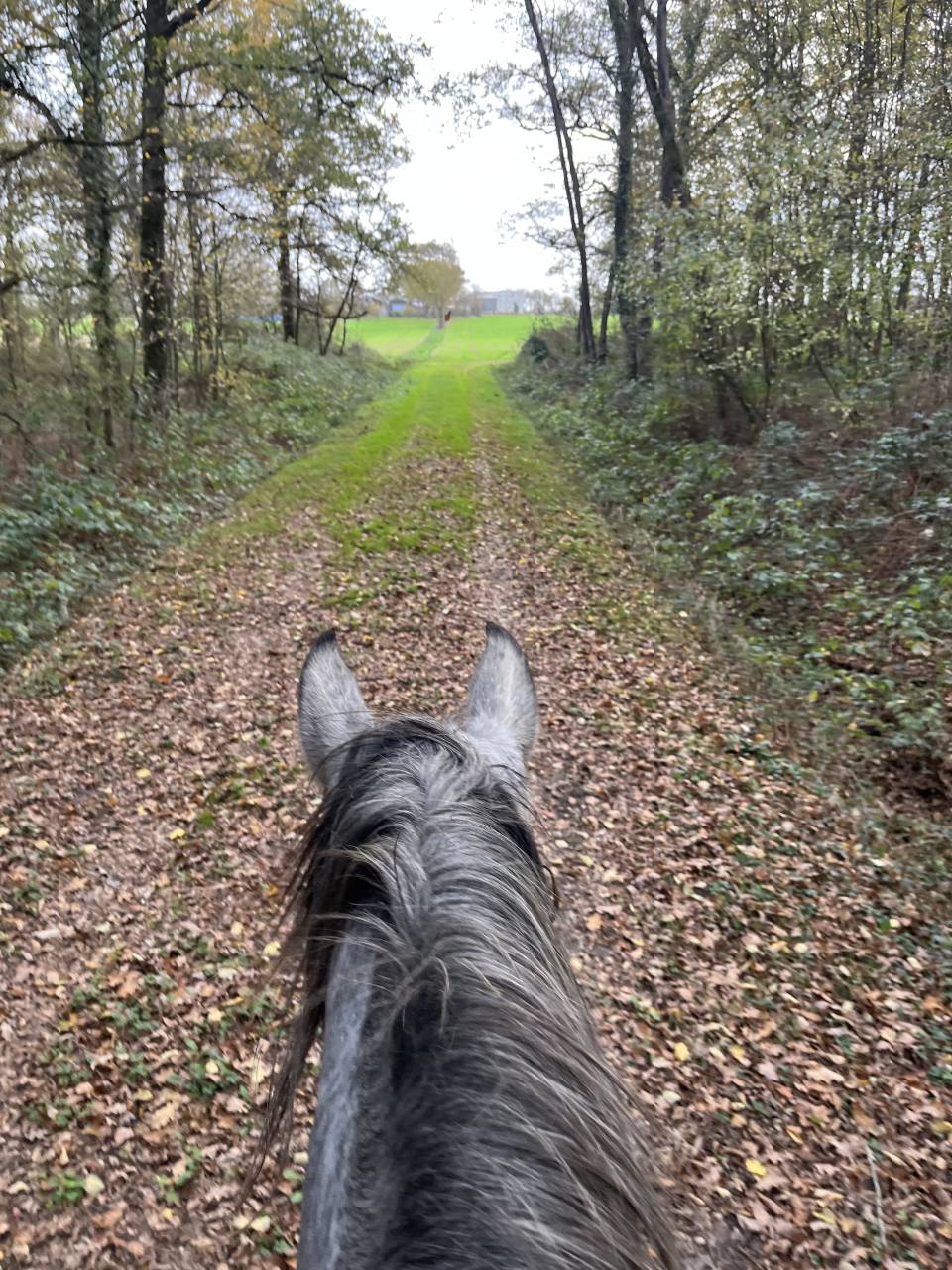 Gelding Arabian Half Blood For sale 2021 Grey