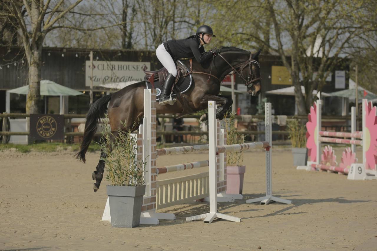 Gelding Selle Fran&ccedil;ais For sale 2020 Dark Bay