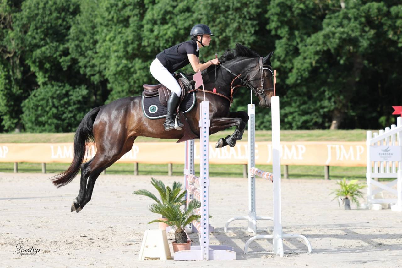 Gelding Selle Fran&ccedil;ais For sale 2020 Dark Bay