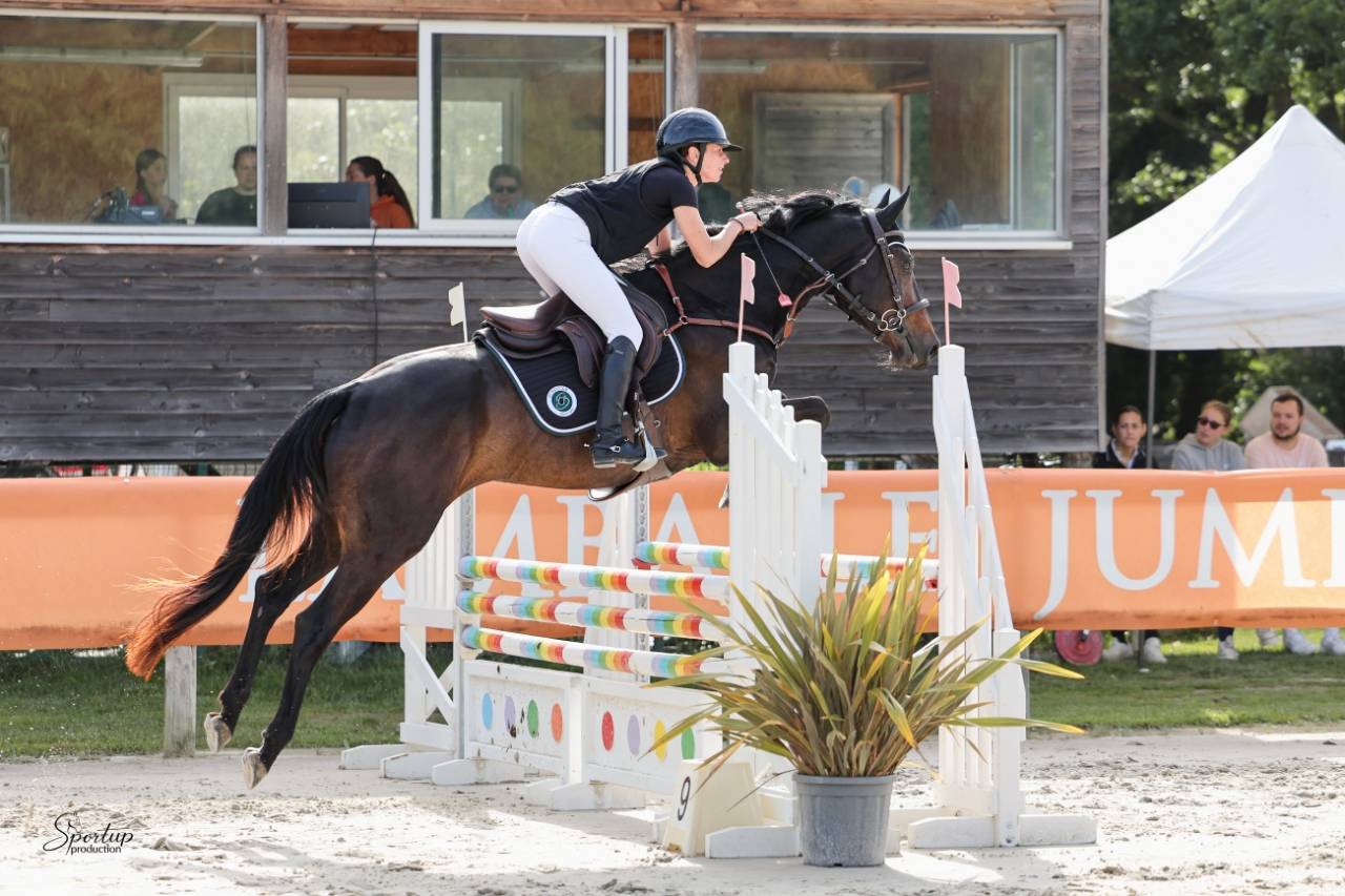 Gelding Selle Fran&ccedil;ais For sale 2020 Dark Bay