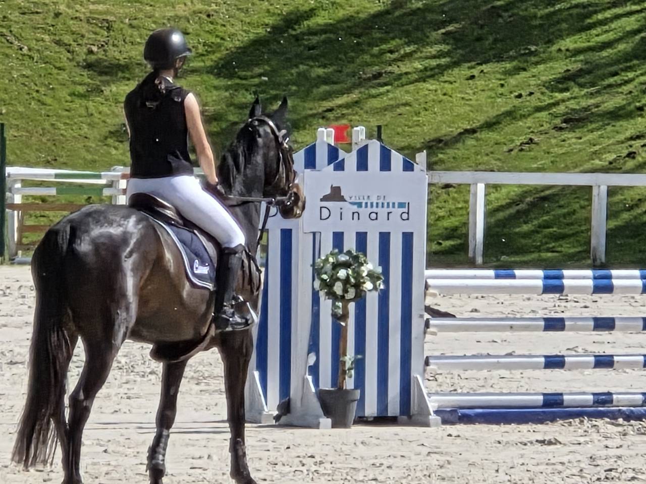 Gelding Selle Fran&ccedil;ais For sale 2020 Dark Bay