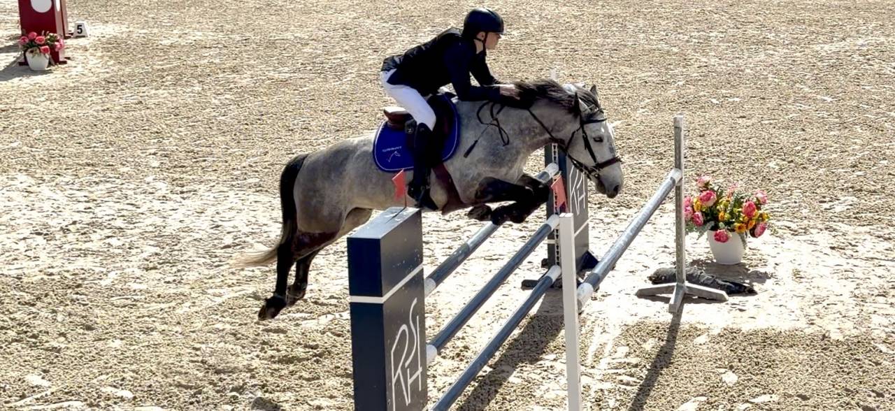 Gelding Origin Recorded For sale 2017 Grey