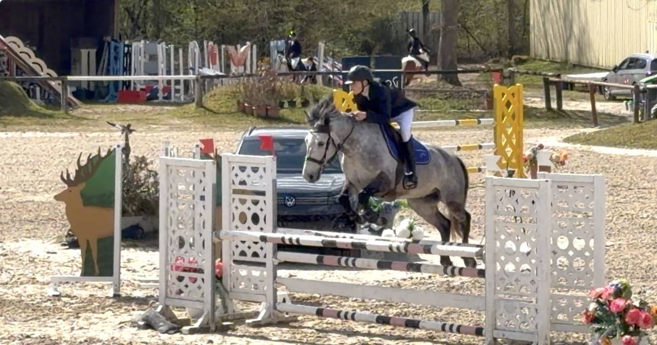 Gelding Origin Recorded For sale 2017 Grey